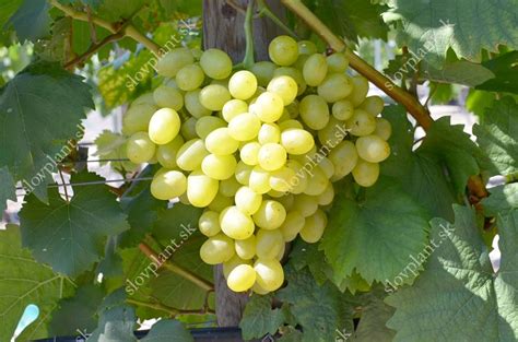 Avgustin Table Grape Vine