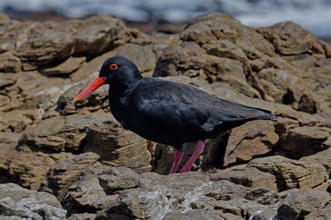 Африканский кулик-сорока, Haematopus moquini, African Oyst… | Flickr