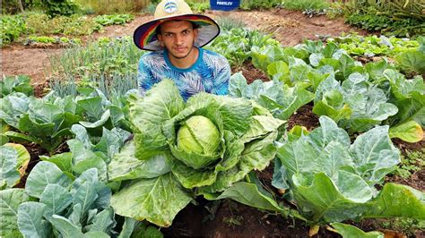 Colhendo Repolho Gigante Receitas Deliciosas Ele E Almo O Do Dia