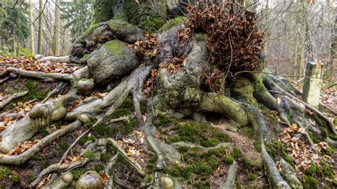 Free Images Nature Forest Wood Leaf Flower Trunk Moss Wildlife