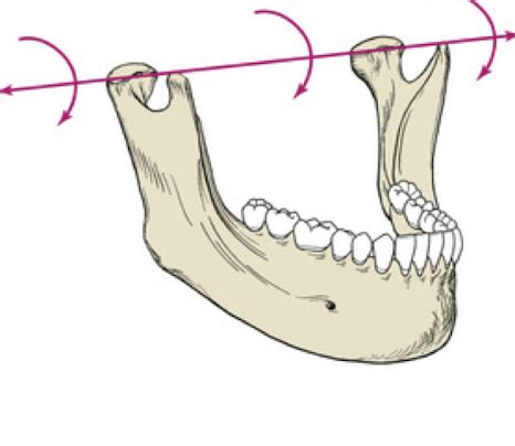 5 Mandibular Movement Flashcards Quizlet