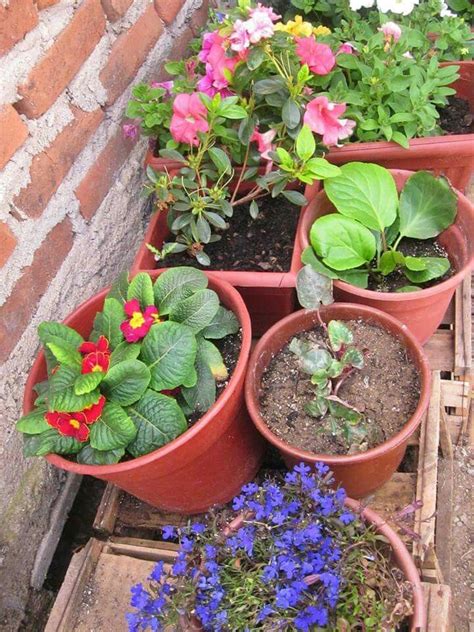 Flores De Marzo Maseta Plants Succulents Planters