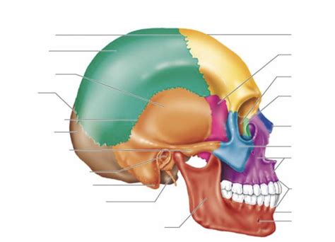 Parts Of Bones Skull Sagittal View Diagram Quizlet