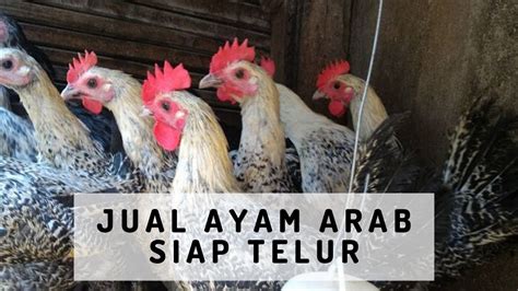 Jual Ayam Arab Siap Telur Youtube