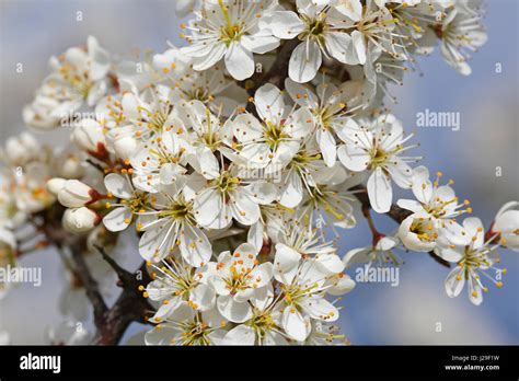 Flowering Sloe Blackthorn Prunus Spinosa Branch With Blossoms