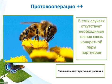 Типы экологических взаимодействий организмов - презентация онлайн