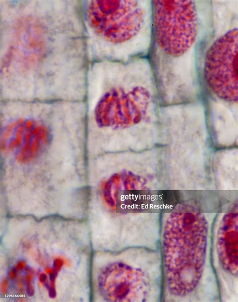 Mitosisdaughter Cells Following Telophase And Cytokinesis Chromosomes