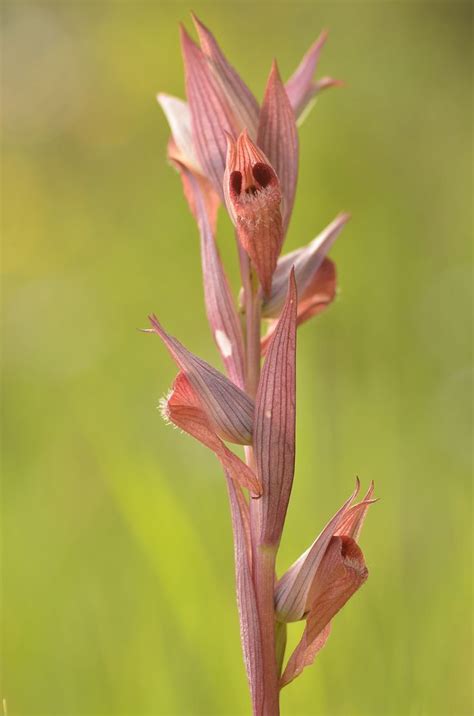 ปกพนโดย Ignace De Vloed ใน Des orchidées sauvages d Europe European