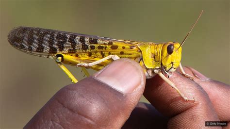 Revelation 91 3 Locusts Upon The Earth Blessed Hope Bible