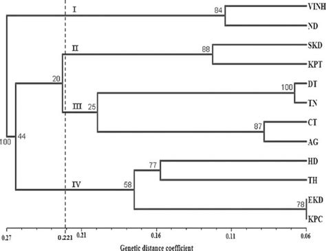 Rapd Based Upgma Dendrogram Generated Based On Nei S Standard Genetic