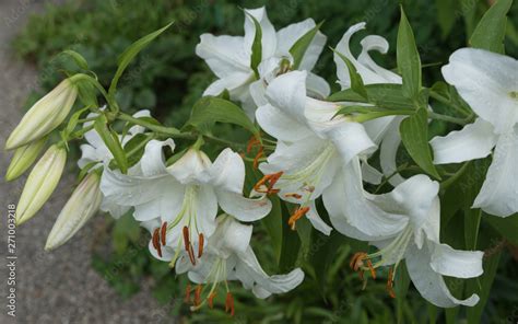 Weiße Lilien Lilium candidum Stock Photo Adobe Stock