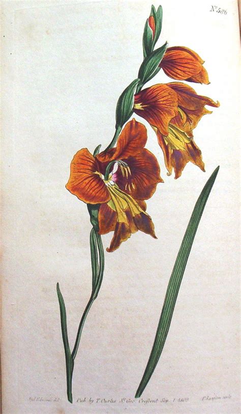 Hortus Camdenensis Gladiolus Alatus L