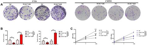 Lncrna Tusc7 Regulates Oxidative Stress Level By Targeting Mir 23b In