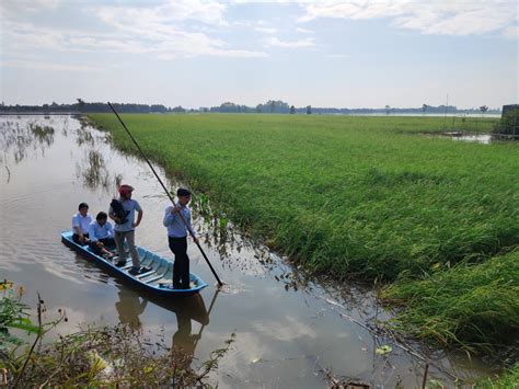 Flood Based Agriculture In The Upper Mekong Delta PANORAMA