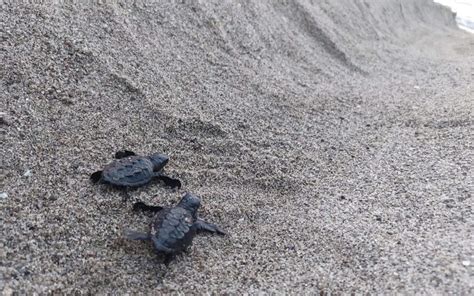 Ischia Nate Tartarughe Caretta Caretta Sulla Spiaggia Di San