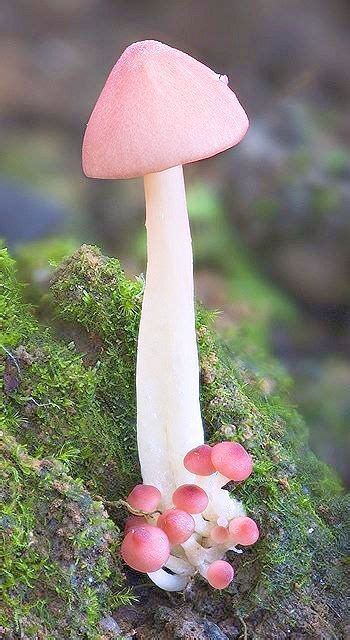 Pretty In Pink Stuffed Mushrooms Mushroom Photography Mushroom Fungi