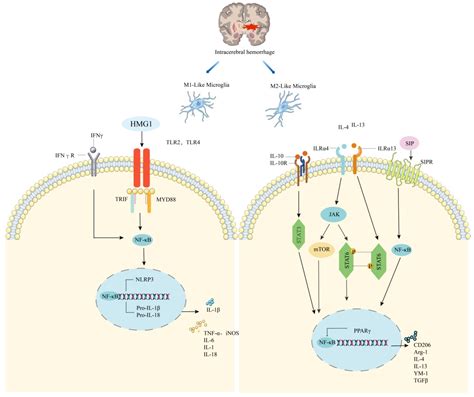 Molecules Free Full Text Mechanism And Regulation Of Microglia