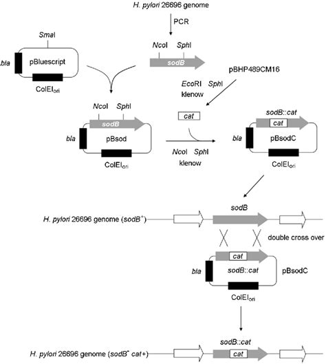 Strategy For Construction Of Plasmid For Knock Out Mutant Download