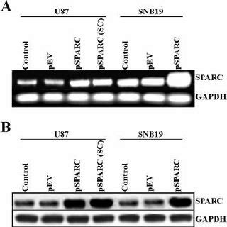 Overexpression Of Sparc Increased Expression Of Mmp Upa And Upar