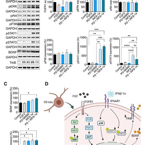 Effect Of Ifn A And Fgfr Inhibition By Pd In Fgfr Downstream