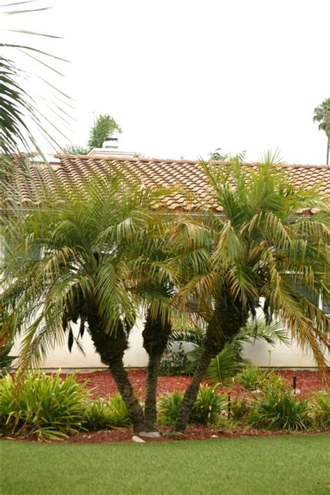 Goodinfo: Small Dwarf Palm Trees