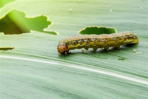 Cosecha Del Sorgo Huerto En Casa