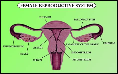 Human Female Reproductive System Parts And Functions