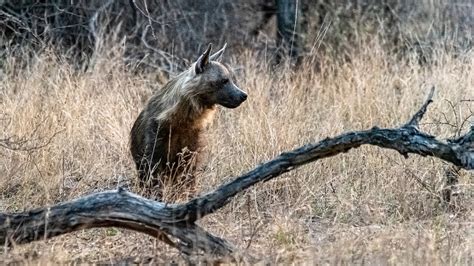 Perro Salvaje Canino Animal Fauna Foto Gratis En Pixabay Pixabay