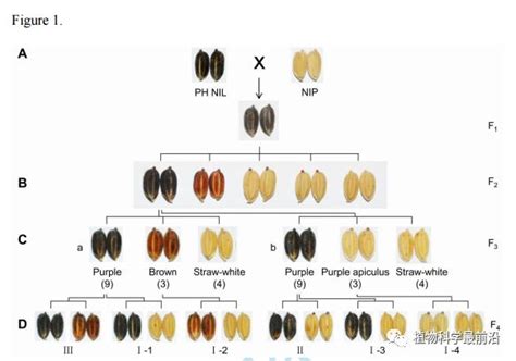 中国农大李自超团队解析水稻类黄酮着色的遗传机制及其基因调控网络