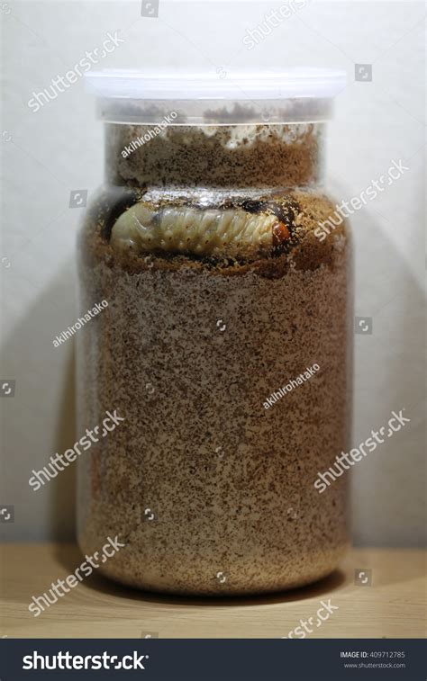 593 Stag Beetle Larvae Images, Stock Photos & Vectors | Shutterstock