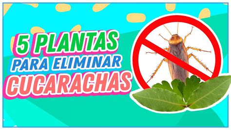 Plantas Para Eliminar Las Cucarachas De Tu Casa Youtube