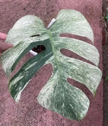 Costela De Adão Variegata Atacado 100 Unid Frete Grátis