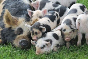 Kunekune Pigs: Are They Right For Your Homestead?