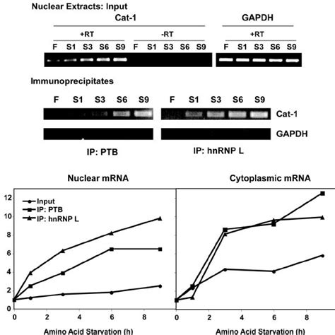 Ptb Associates With The Cat Mrna Leader Via A Cu Rich Element A