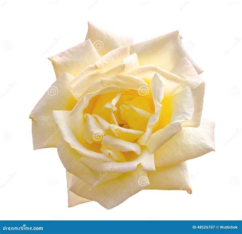 Beautiful Light Yellow Rose in a Garden Stock Image - Image of happy, garden: 48526707