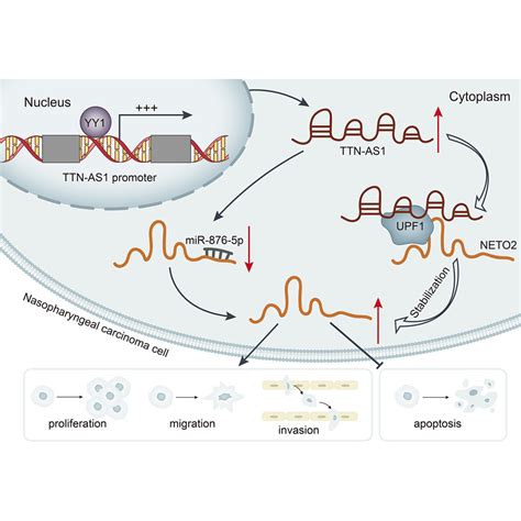 Ttn As1 Accelerates The Growth And Migration Of Nasopharyngeal