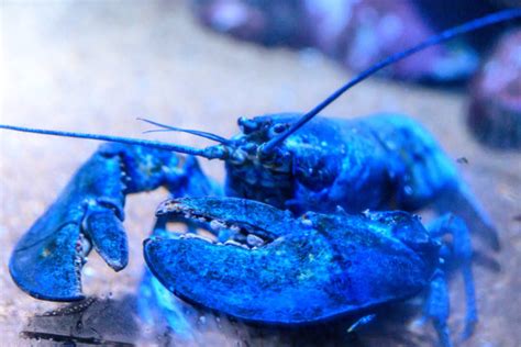 Baby Blue Lobster