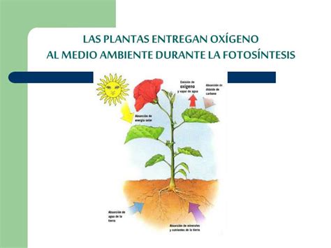 Ppt La Importancia De Las Plantas Powerpoint Presentation Id