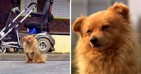 Bal Bal Il Cagnolino Che Ogni Giorno Aspetta Alla Fermata Dell Autobus