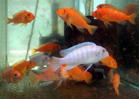 Albino Red Zebra Cichlid