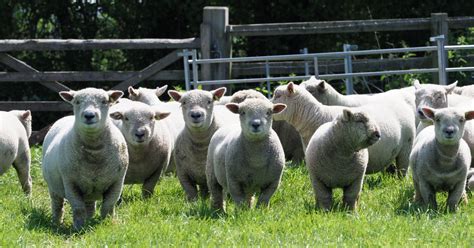 Southdown Sheep Breed Information, History & Facts - RaisingSheep.net