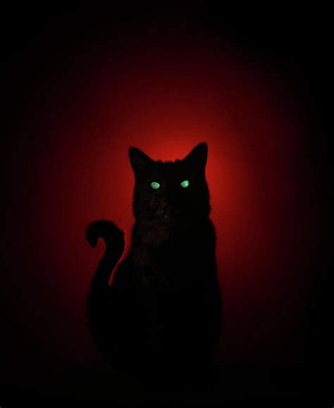 Cat At Night With Eyeshine Photograph by Cordelia Molloy/science Photo ...