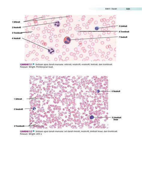 Di Fiore S Atlas Of Histology With Functional Correlations 11th Ed 1