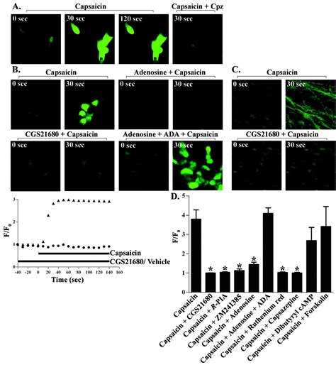 Direct Interaction Of Adenosine With The TRPV1 Channel Protein