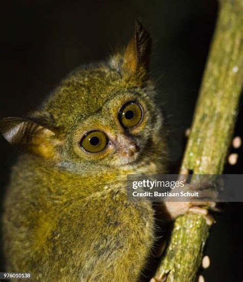 161 Tarsier Eyes Stock Photos, High-Res Pictures, and Images - Getty Images