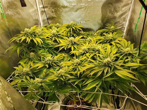 Top Ten Best Autoflower Strains — Autoflowering Cannabis Seeds