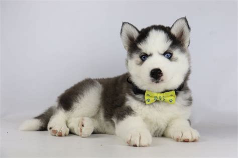 Chiots Husky Sib Rien Vendre Leveur De Husky Woefkesranch