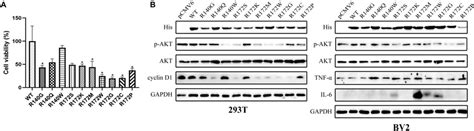 A Cell Viability Was Evaluated By Mtt Assay In 293t At Day 6