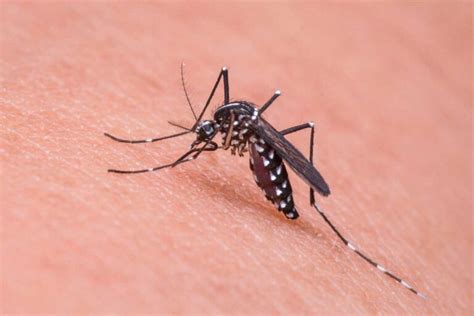 Qual A Diferen A Do Mosquito Da Dengue Para O Pernilongo