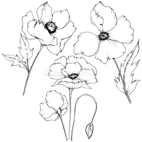 Amapola Del Wildflower En Un Estilo Del Vector Aislada Ilustraci N Del